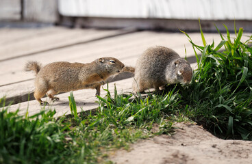 Prairie Dogs playing and eating