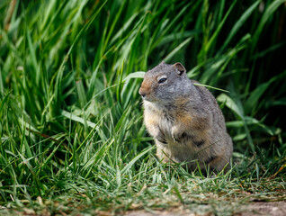 Prairie Dogs playing and eating