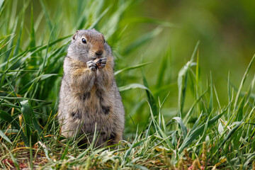 Prairie Dogs playing and eating