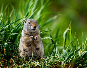 Prairie Dogs playing and eating