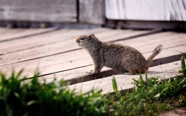 Prairie Dogs playing and eating