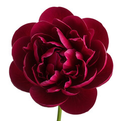Naklejka premium Stunning Burgundy Peony CloseUp Flower Photography