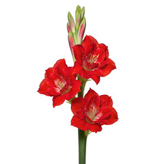 Vibrant red gladiolus in full bloom showcasing layers of delicate petals on a single stem against a clean white background