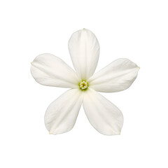 Fototapeta premium Beautiful and delicate white jasmine flower with small petals isolated on a clean white background A symbol of purity and grace