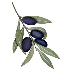 Black olives, watercolor illustration, branch of olives isolated on white background. Watercolor - vector 19.