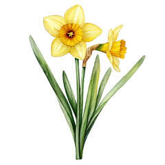 A Daffodil Plant, watercolor vector, isolated on a white background.