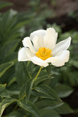 White peony with yellow stamens in a summer garden. Dark green blurred background, close-up
