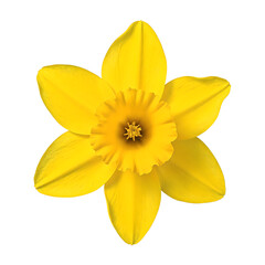 Vibrant yellow daffodil flower with a striking trumpet shaped center beautifully captured in full bloom and isolated on a clean white background