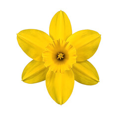 Vibrant yellow daffodil flower with a striking trumpet shaped center beautifully captured in full bloom and isolated on a clean white background