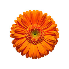 Vibrant orange gerbera daisy in full bloom showcasing its beauty and elegance against a clean white background