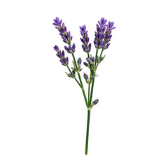 Close up of fragrant lavender sprigs with small purple buds isolated on a crisp white background Perfect for calming nature themed designs