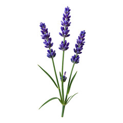 Close up of fragrant lavender sprigs with small purple buds isolated on a crisp white background Perfect for calming nature themed designs