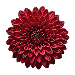 Vibrant red chrysanthemum bloom with intricate layers of petals beautifully centered and set against a pure white background