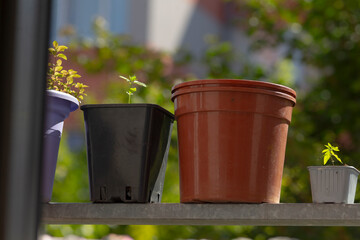 There are three potted plants sitting together on a shelf outside, enjoying the sunlight and fresh...