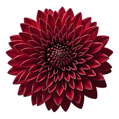 Vibrant red chrysanthemum bloom with intricate layers of petals beautifully centered and set against a pure white background
