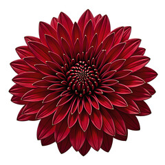 Vibrant red chrysanthemum bloom with intricate layers of petals beautifully centered and set against a pure white background