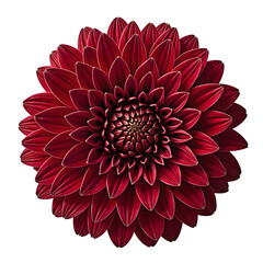 Vibrant red chrysanthemum bloom with intricate layers of petals beautifully centered and set against a pure white background