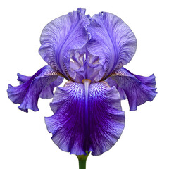Close up of a vibrant purple iris flower with intricate veining beautifully isolated on a white background