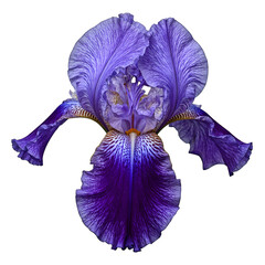 Close up of a vibrant purple iris flower with intricate veining beautifully isolated on a white background