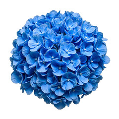 Vibrant blue hydrangea flower in full bloom with intricate clusters prominently centered and against a white background