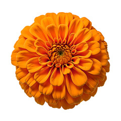 Vibrant orange marigold bloom showcasing dense layers of delicate petals artfully centered and set against a clean white backdrop