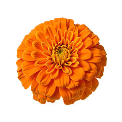 Vibrant orange marigold bloom showcasing dense layers of delicate petals artfully centered and set against a clean white backdrop