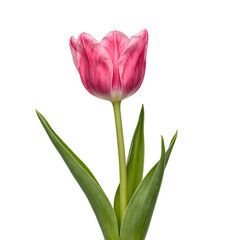 Vibrant pink tulip with lush green stem and leaves freshly cut and centered on a crisp white backdrop Perfect for spring concepts