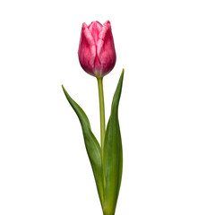Vibrant pink tulip with lush green stem and leaves freshly cut and centered on a crisp white backdrop Perfect for spring concepts
