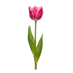 Vibrant pink tulip with lush green stem and leaves freshly cut and centered on a crisp white backdrop Perfect for spring concepts