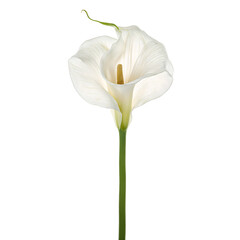 Exquisite white calla lily with gracefully curved petals and a long stem displayed centrally on a clean white background