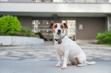 Jack Russell Terrier Dog Holding Apartment Keys. 