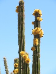 hairbrush cactus or Indian comb cactus in North west of Mexico, Chihuahua