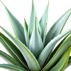 Obraz premium Succulent aloe vera plant isolated on white background, desert plant, medicine, thorns
