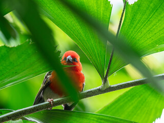 A Madagascar weaver closeup sitting in a tree