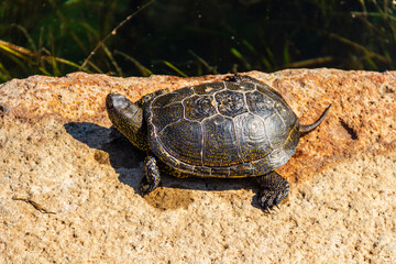 The cute Caretta caretta sea turtle swimming in Beyşehir Eflatun Spring.