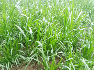 Lush Green Napier Grass Field: Vibrant, Serene, Agricultural Stock Photo