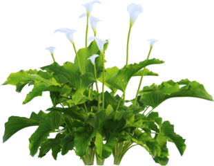 Side view of calla lily