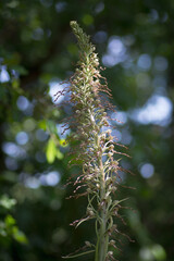 Orchis Bouc en sous-bois