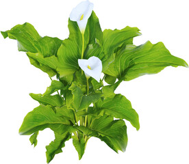 Perspective view of calla lily
