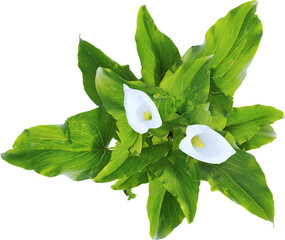 Top view of calla lily