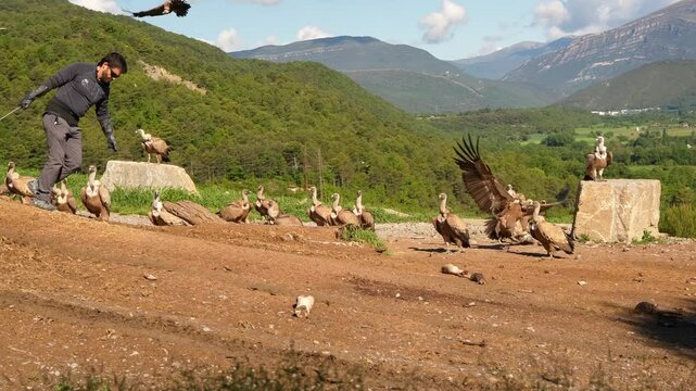 a large kettle of Griffon vultures (Eurasion griffon, Gyps fulvus) scrabbling for food at a feeding station