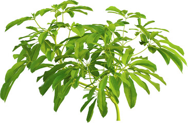 Side view of Heptapleurum Heptaphyllum plant