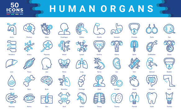 Human Organs icon collection. Simple color outline vector illustrations.