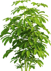 Side view of Heptapleurum Heptaphyllum plant