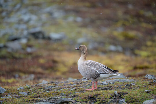 Pink-footed goose (Anser brachyrhynchus)