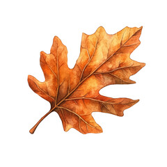 Fototapeta premium watercolor of A Chestnut Oak Leaf, vector, isolated on a white background.
