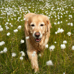  "Golden Retriever in Norwegian Summer: Female Dog Walking Towards Human Among Cotton Grass and High Grass"