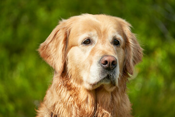  Radiant Golden Retriever Portrait Against Lush Summer Greenery