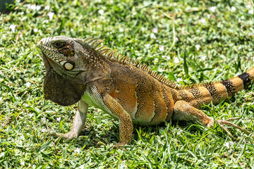 The Green Iguana is a large species of lizard native to Central and South America.