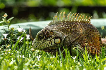 The Green Iguana is a large species of lizard native to Central and South America.